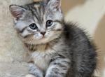 Star - British Shorthair Kitten For Sale - Brooklyn&comma; NY&comma; US