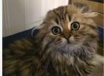 Tony - Scottish Fold Kitten For Sale - Philadelphia&comma; PA&comma; US