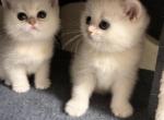 Scottish Stright female - Scottish Straight Kitten For Sale - Staten Island&comma; NY&comma; US