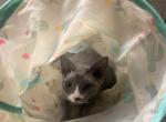 Devon Rex Blue Tuxedo - Devon Rex Kitten For Sale - 
