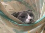 Devon Rex Blue Tuxedo - Devon Rex Kitten For Sale - Saint Petersburg&comma; FL&comma; US
