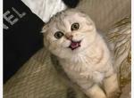 Mikka - Scottish Fold Kitten For Sale - 
