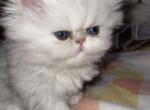 Chinchilla Persian Female - Persian Kitten For Sale - 