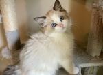 Jason - Ragdoll Kitten For Sale - 