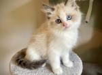 Joybi - Ragdoll Kitten For Sale - 