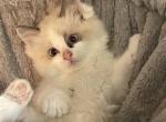 Jay - Ragdoll Kitten For Sale - 