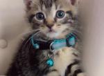 Beautiful kittens  ready  for homes - American Shorthair Kitten For Sale - 