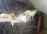 Purebred World Class and Registered Siamese Kitte - Siamese Kitten For Sale - WA&comma; US