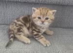 Coral - Scottish Straight Kitten For Sale - Naperville&comma; IL&comma; US