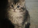 Elena reserved - Maine Coon Kitten For Sale - Corwin&comma; OH&comma; US