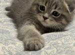 Teddy - Scottish Fold Kitten For Sale - Federal Way&comma; WA&comma; US