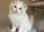 Spirit - Ragdoll Kitten For Sale - Canton&comma; GA&comma; US