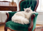 OLIVER STUD SERVICE ONLY - Ragdoll Kitten For Sale/Service - Mount Joy&comma; PA&comma; US