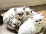Early Summer - Ragdoll Kitten For Sale - Ocala&comma; FL&comma; US