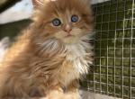 Mary Jane - Maine Coon Kitten For Sale - NY&comma; US