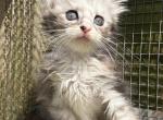 Lois Lane - Maine Coon Kitten For Sale - NY&comma; US