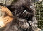 Bruce Wayne - Maine Coon Kitten For Sale - NY&comma; US