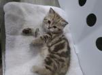Coral - Scottish Straight Kitten For Sale - Naperville&comma; IL&comma; US