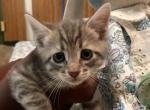Tiger - Domestic Kitten For Sale - CA&comma; US