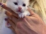 NEWBORNS like her ISOBELLA - Ragdoll Kitten For Sale - Lakeville&comma; MN&comma; US
