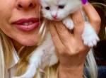 Icecream white - Turkish Angora Kitten For Sale - MN&comma; US