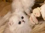 Beautiful Persian kittens - Persian Kitten For Sale - Golden&comma; CO&comma; US