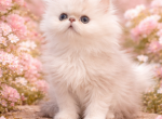 Beautiful Persian kittens - Persian Kitten For Sale - 