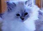 TIPPY - Siberian Kitten For Sale - Eau Claire&comma; WI&comma; US