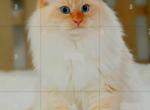 APOLLO - Siberian Kitten For Sale - Eau Claire&comma; WI&comma; US