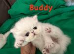 Exotic Persian kittens - Exotic Kitten For Sale - Palm Coast&comma; FL&comma; US