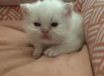 Easter Lily - Himalayan Kitten For Sale - Palm Coast&comma; FL&comma; US