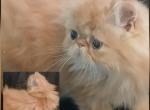 SEE PICS Sweet little baby kittens - Persian Kitten For Sale - PA&comma; US