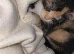 Koby - American Curl Kitten For Sale - York&comma; PA&comma; US