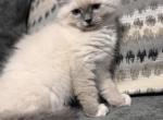 No name - Siberian Kitten For Sale - Montgomery&comma; MA&comma; US