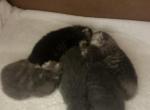 Maddie Mac Litter 3 Week 2 - Scottish Fold Kitten For Sale - 