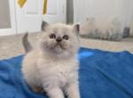 ZT treasure - Ragdoll Kitten For Sale - Goodrich&comma; MI&comma; US