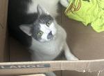 Chanel - Domestic Cat For Adoption - Newark&comma; NJ&comma; US