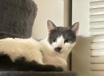 Chanel - Domestic Cat For Adoption - 