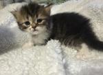 Frankie - Persian Kitten For Sale - Stuart&comma; FL&comma; US