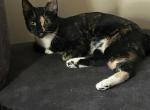 Bones - Domestic Cat For Adoption - 