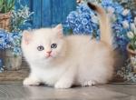 Ustin - British Shorthair Kitten For Sale - Norwalk&comma; CT&comma; US
