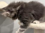 Pearl - Maine Coon Kitten For Sale - 