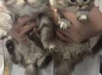 Long Hair Scottish Straight kittens - Scottish Straight Kitten For Sale - Tacoma&comma; WA&comma; US