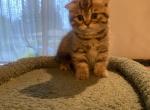 Orange Tabby Scottish Fold Female kitten - Scottish Fold Kitten For Sale - Tacoma&comma; WA&comma; US