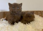 Male Cinnamon kittens - British Shorthair Kitten For Sale - Tacoma&comma; WA&comma; US