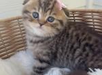 Ali Scottish Fold kitten - Scottish Fold Kitten For Sale - Tacoma&comma; WA&comma; US