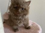 Simba British Cinnamon long hair kitten - British Shorthair Kitten For Sale - Tacoma&comma; WA&comma; US