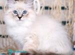 Dalia - Siberian Kitten For Sale - Pembroke Pines&comma; FL&comma; US