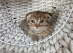 Luck Scottish Fold kitten - Scottish Fold Kitten For Sale - Tacoma&comma; WA&comma; US