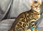 Fendi - Bengal Kitten For Sale - Pembroke Pines&comma; FL&comma; US